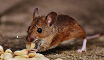 24 Hour & Emergency Exterminators in Amf Greensboro, NC